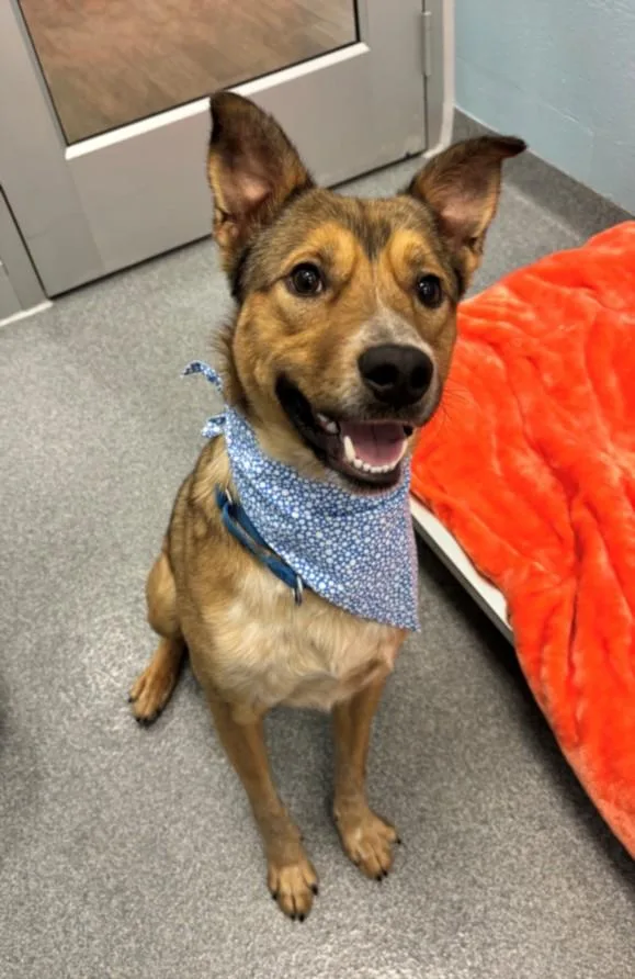 A young large-sized male German Shepherd Dog dog named Popeye for adoption in Toledo, OH