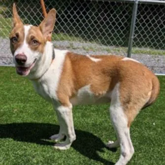 A young medium-sized female Terrier dog named Taylor for adoption in Fairfax, VA