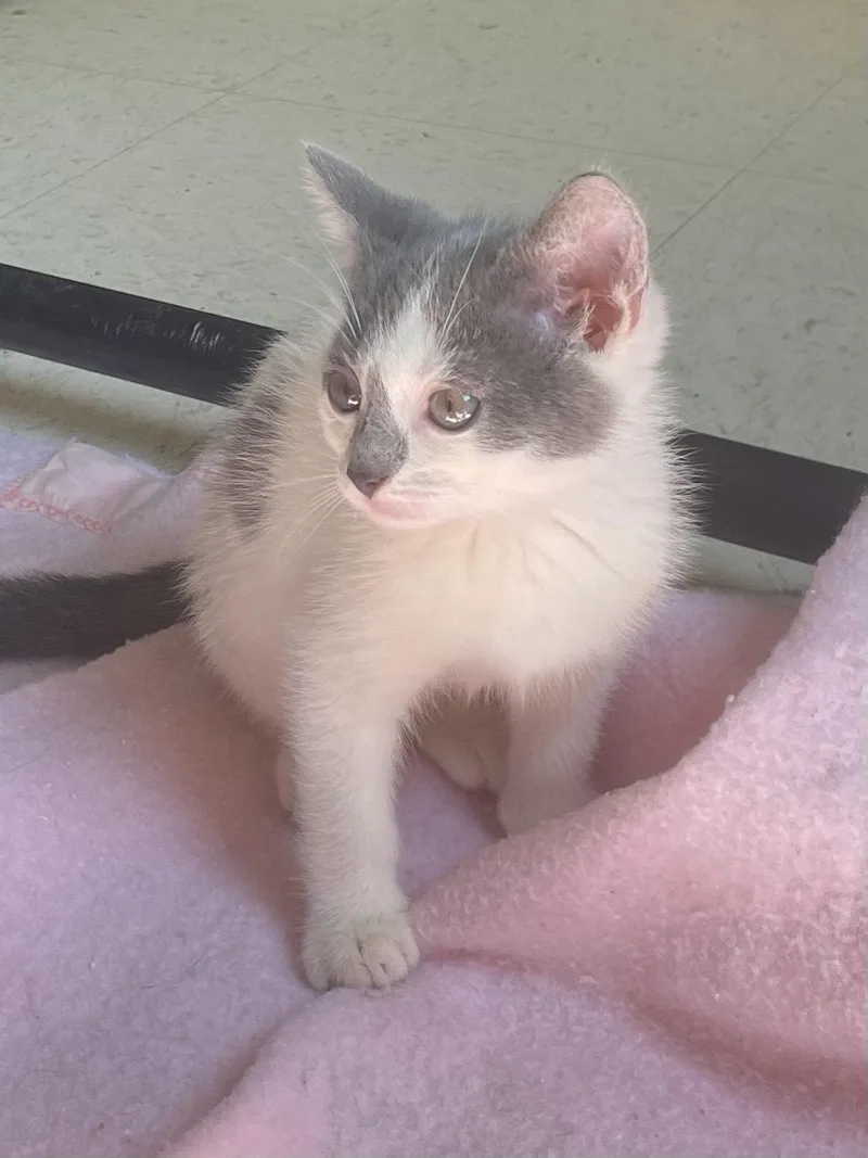 A baby medium-sized male Gray & White Domestic Short Hair cat named Nate the Great for adoption in Monson, MA