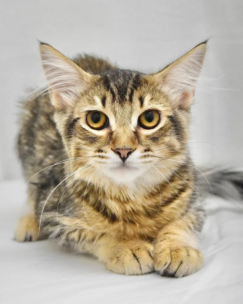 A baby medium-sized male Tabby (Brown / Chocolate) Domestic Medium Hair cat named Maroon for adoption in Dublin, CA