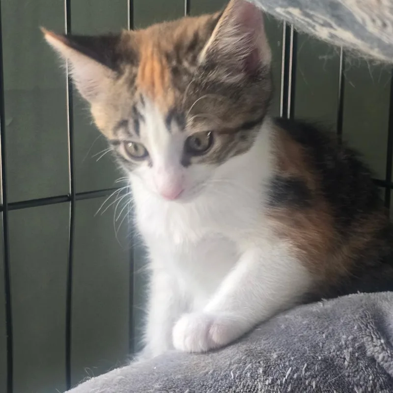 A baby small-sized female White Domestic Short Hair cat named Mikan for adoption in Wantagh, NY
