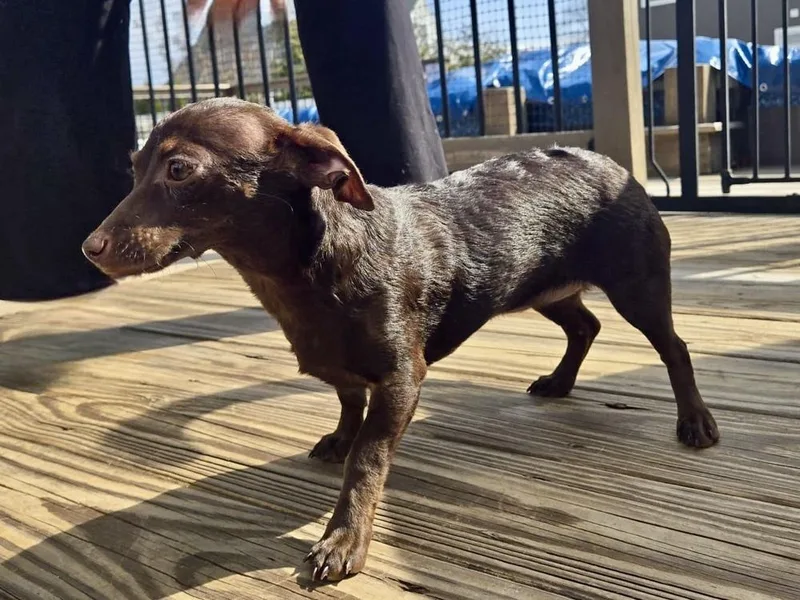 A baby small-sized female Brown / Chocolate Dachshund dog named Noodle for adoption in Greenlawn, NY