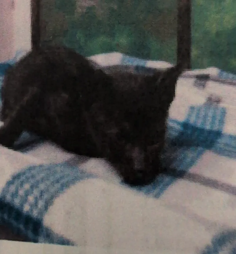 A baby small-sized male Black Domestic Short Hair cat named Homer for adoption in Parker, CO