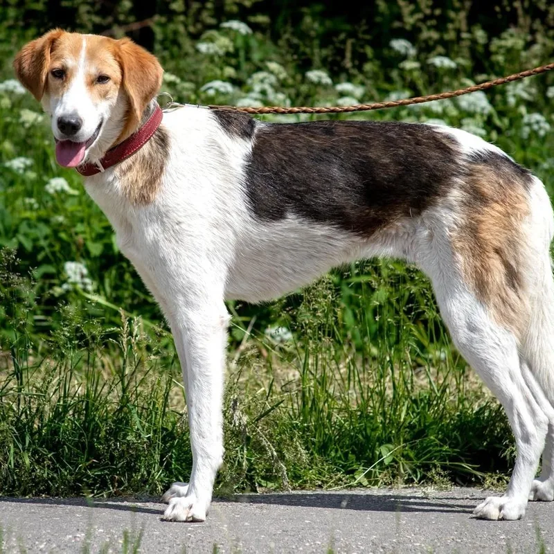 A young medium-sized female Tricolor (Brown, Black, & White) Hound dog named Leah for adoption in Morristown, NJ
