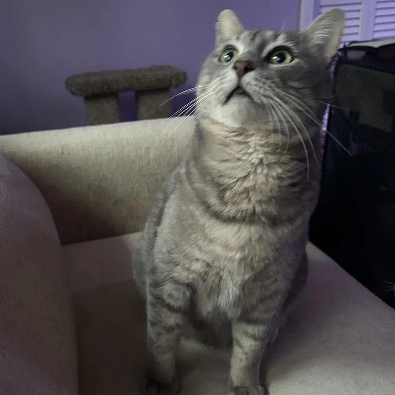 An adult large-sized male Domestic Short Hair cat named Sugar for adoption in Cumming, GA