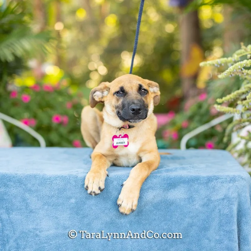 A baby small-sized female Shepherd dog named Amber for adoption in Wake Forest, NC