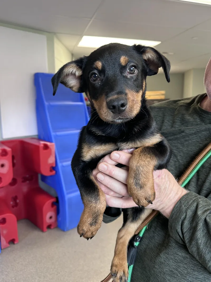 A baby medium-sized male Australian Cattle Dog / Blue Heeler dog named Bear for adoption in Milford, CT