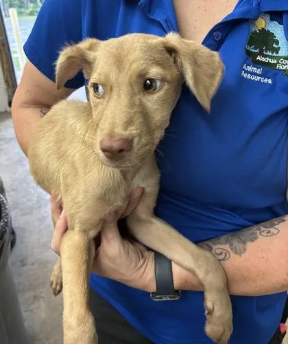 A baby small-sized female Shepherd dog named Sandy Cheeks for adoption in Gainesville, FL