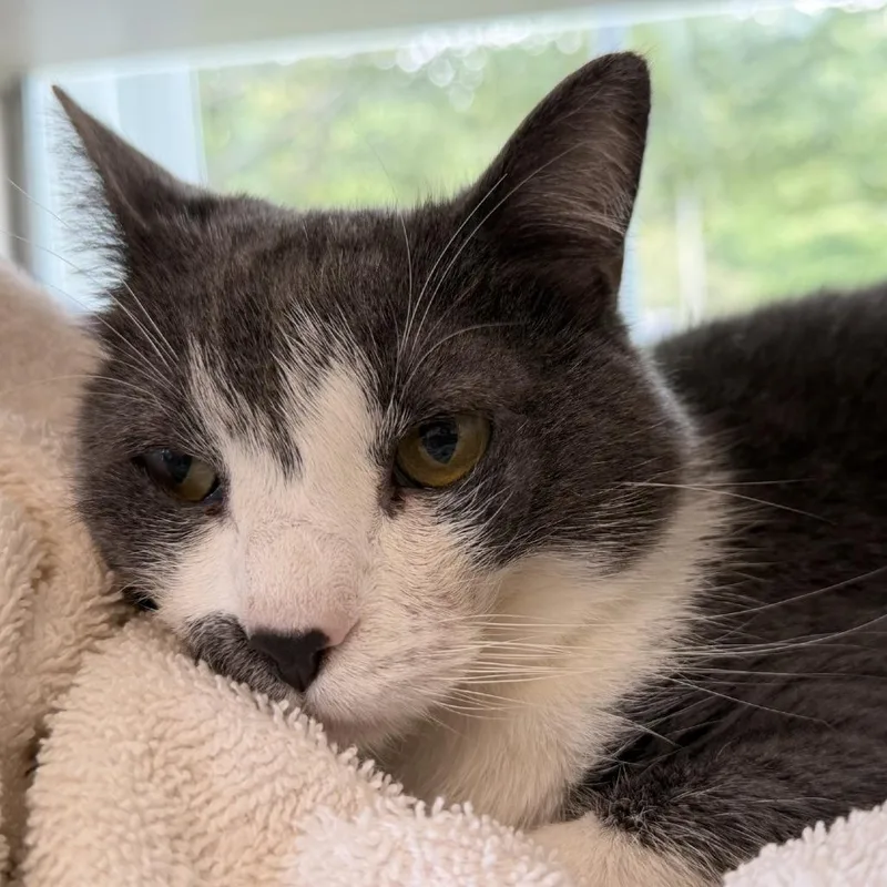 An adult medium-sized female Gray / Blue / Silver Domestic Short Hair cat named Wendy for adoption in Gloucester, VA