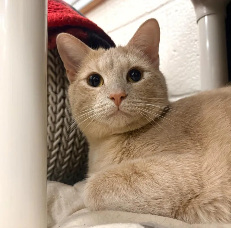An adult medium-sized male Domestic Short Hair cat named Tristen for adoption in Hagerstown, MD