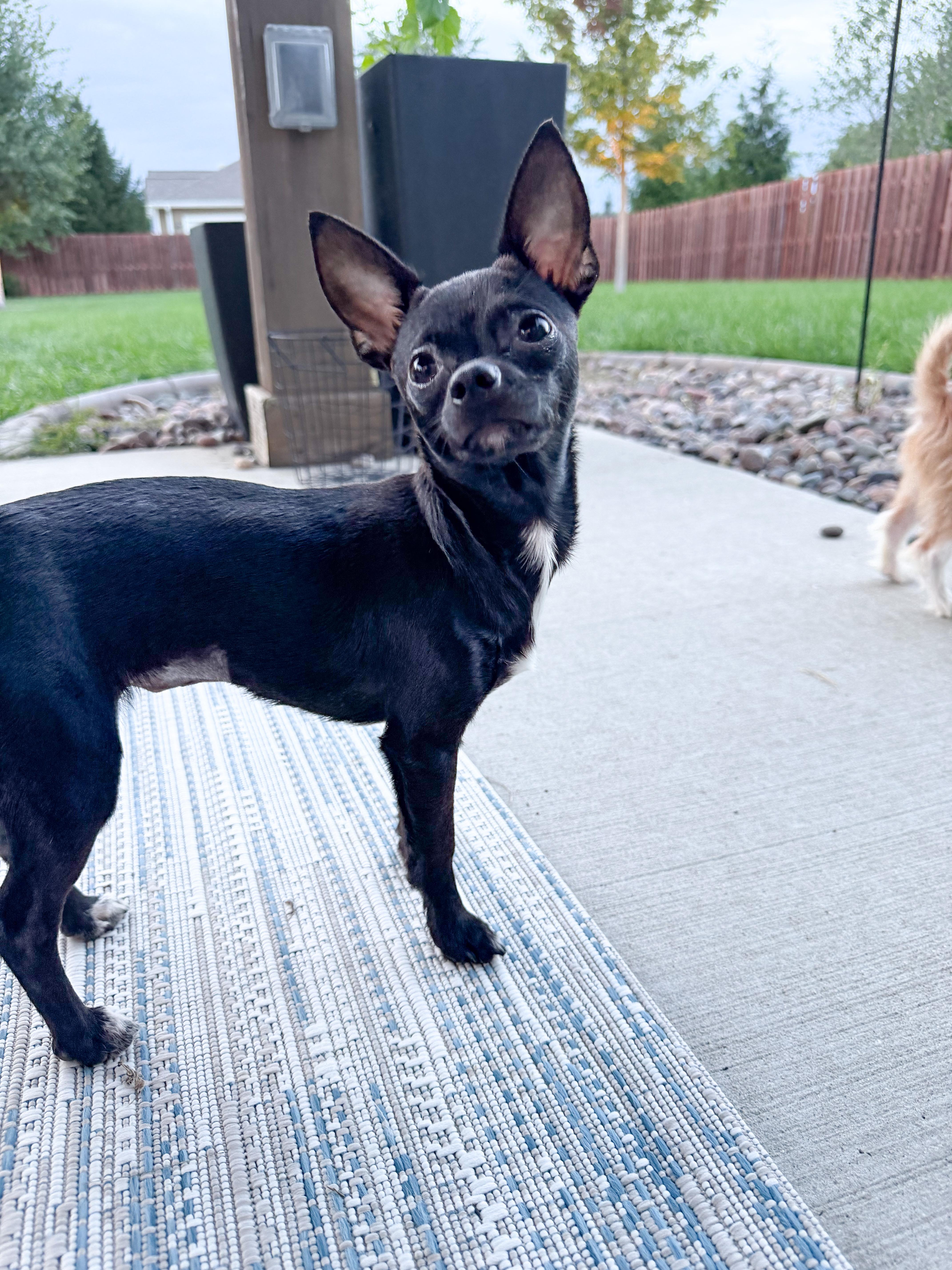 A baby small-sized female Chihuahua dog named Fiona for adoption in Muskego, WI
