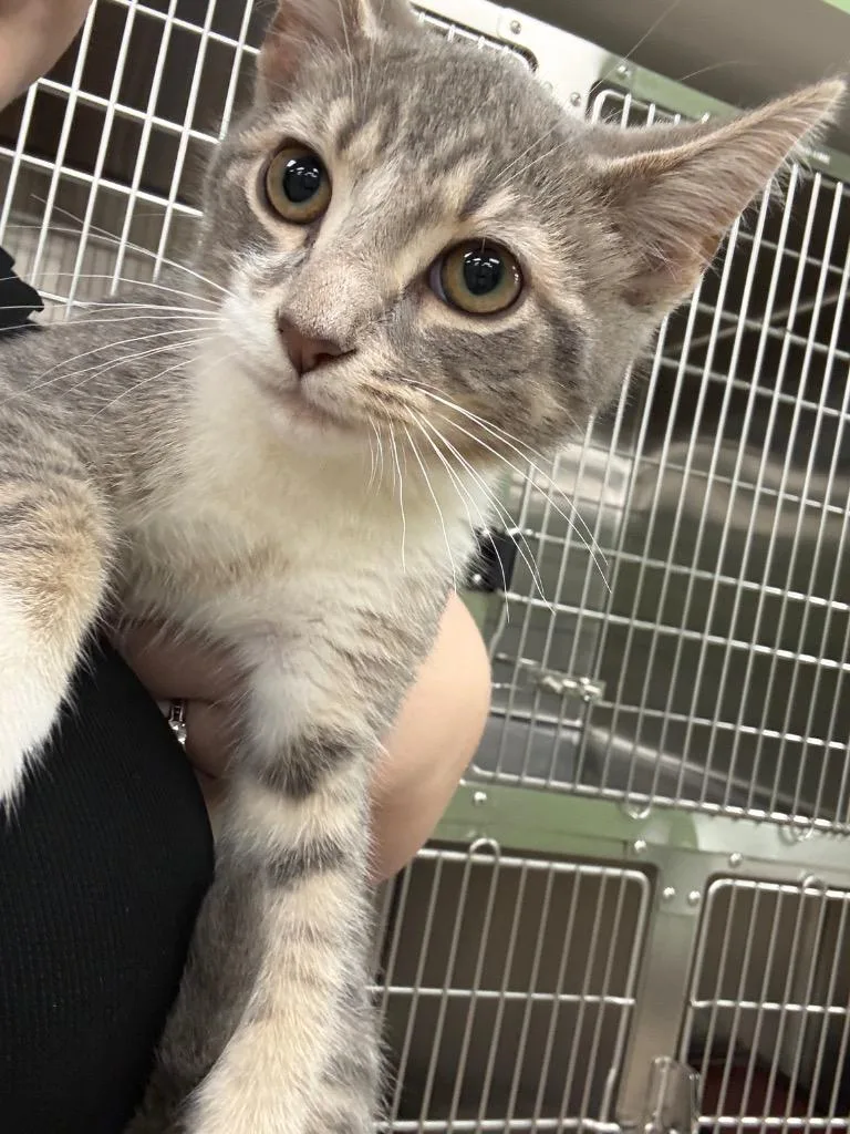 A baby medium-sized male Domestic Short Hair cat named Oakley for adoption in La Porte, IN