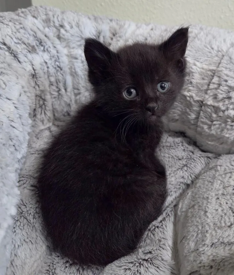 A baby small-sized male Black & White / Tuxedo Domestic Medium Hair cat named Clover for adoption in Calimesa, CA