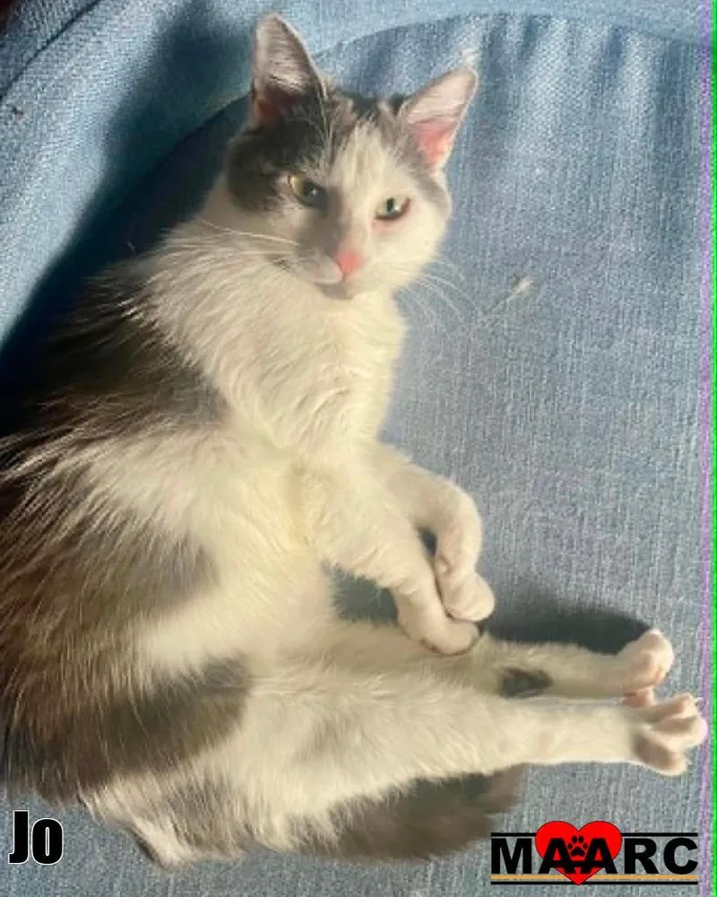 A young medium-sized female Domestic Short Hair cat named Jo for adoption in Maryville, TN