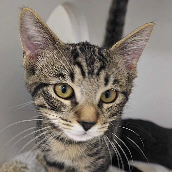 A baby small-sized male Domestic Short Hair cat named Booker for adoption in Cumming, GA