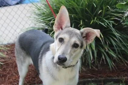 An adult large-sized female German Shepherd Dog dog named Starling for adoption in Brunswick, GA