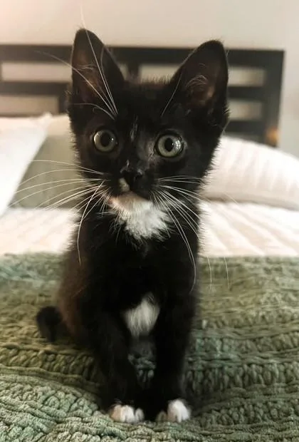 A baby small-sized male Black Domestic Short Hair cat named Brody for adoption in Kansas City, MO