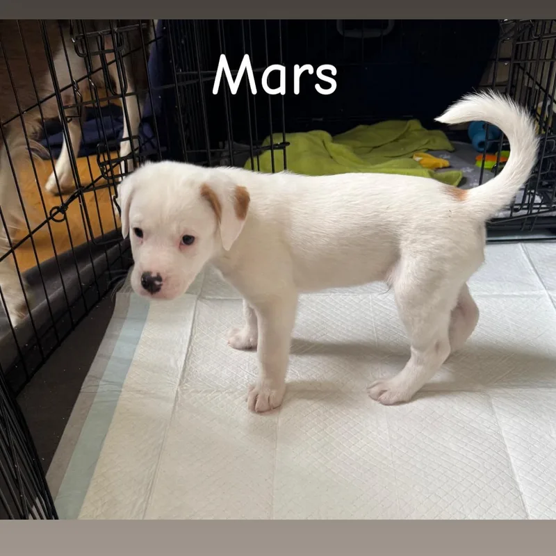 Mars thumbnail 2