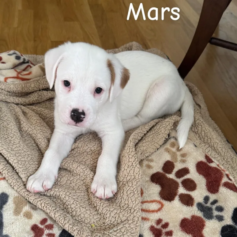 Mars thumbnail 5