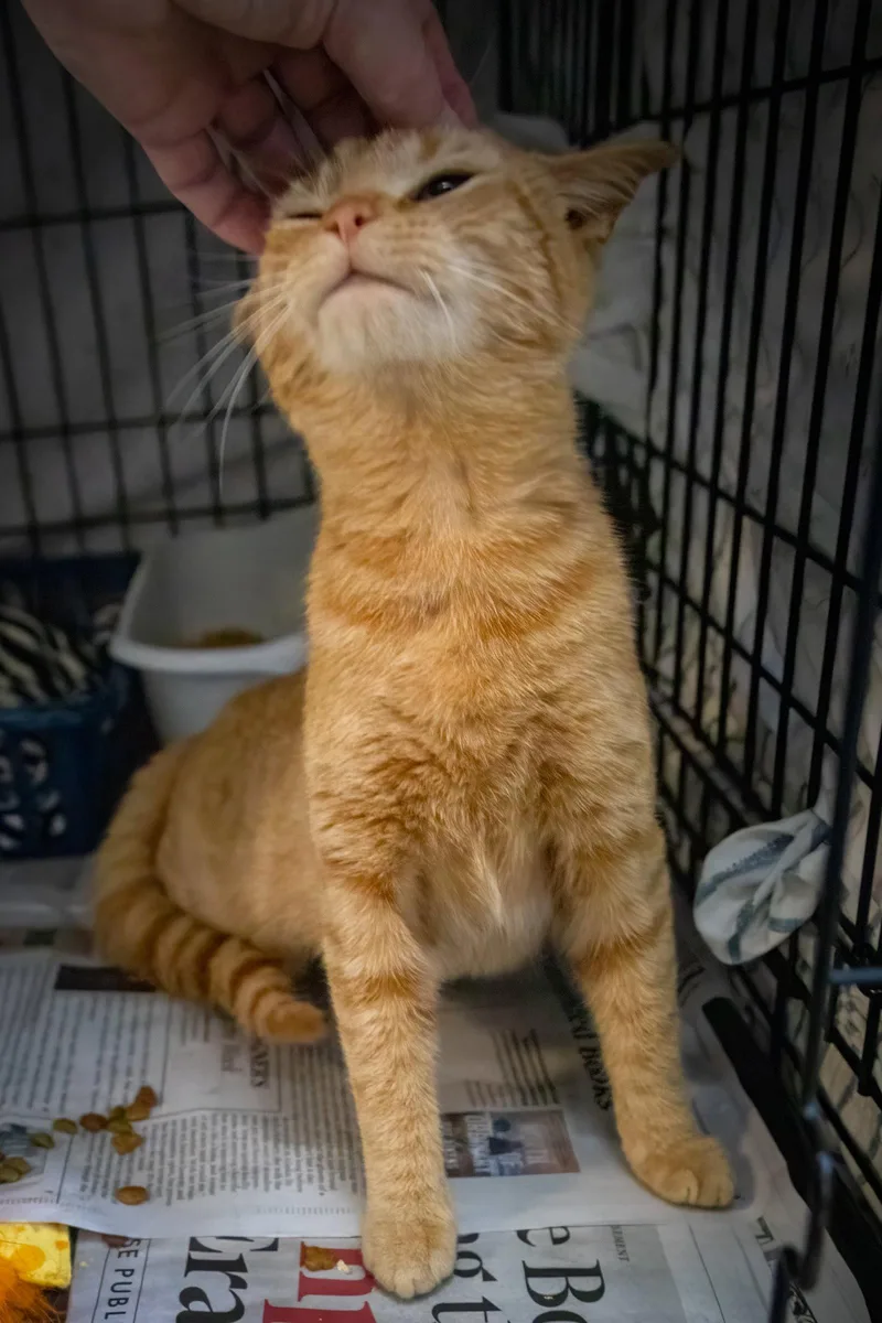 Rosewood thumbnail 3