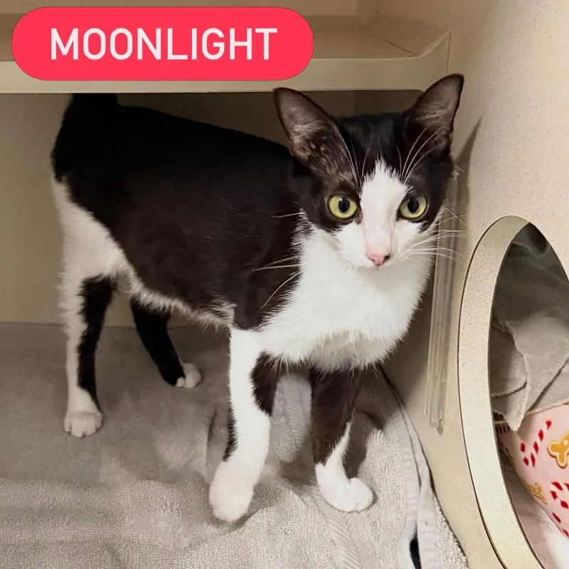 An adult medium-sized female Black Domestic Short Hair cat named Moonlight for adoption in Pegram, TN