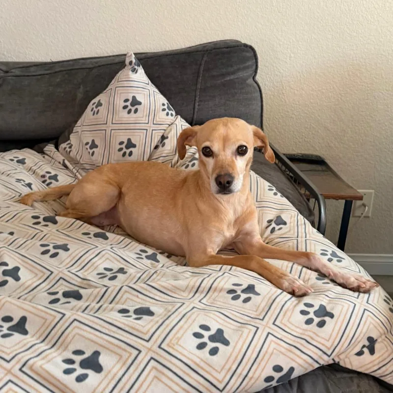 An adult small-sized female Apricot / Beige Whippet dog named Pebbles for adoption in Las Vegas, NV