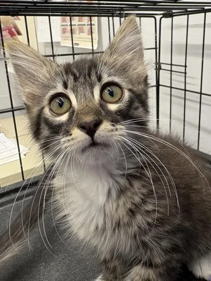 A young medium-sized male Domestic Medium Hair cat named Porthos for adoption in Plano, TX