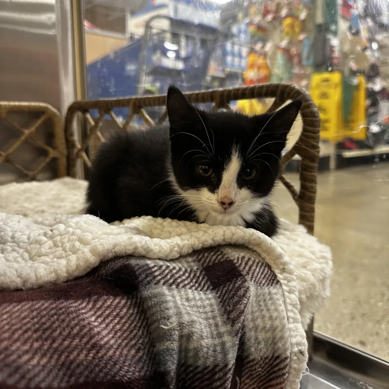 A young medium-sized male Black & White / Tuxedo Domestic Short Hair cat named Rufus for adoption in Missoula, MT