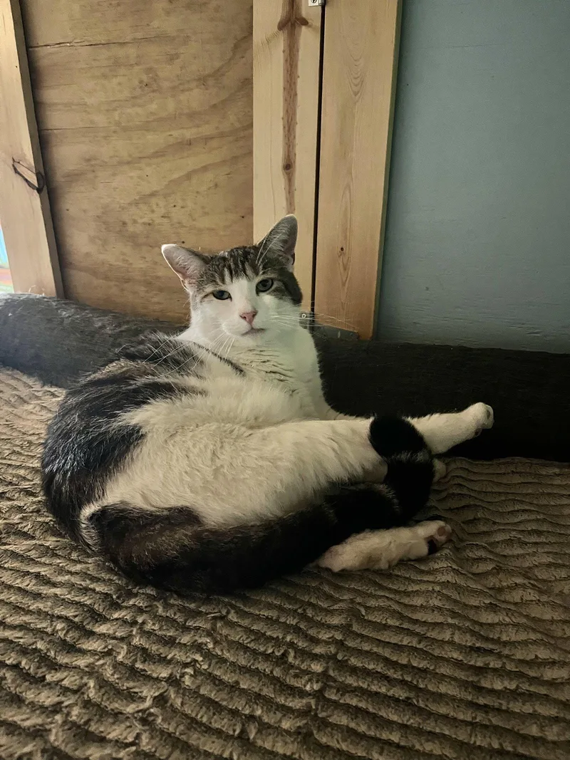 A young medium-sized male Domestic Short Hair cat named Harold for adoption in Woodsfield, OH