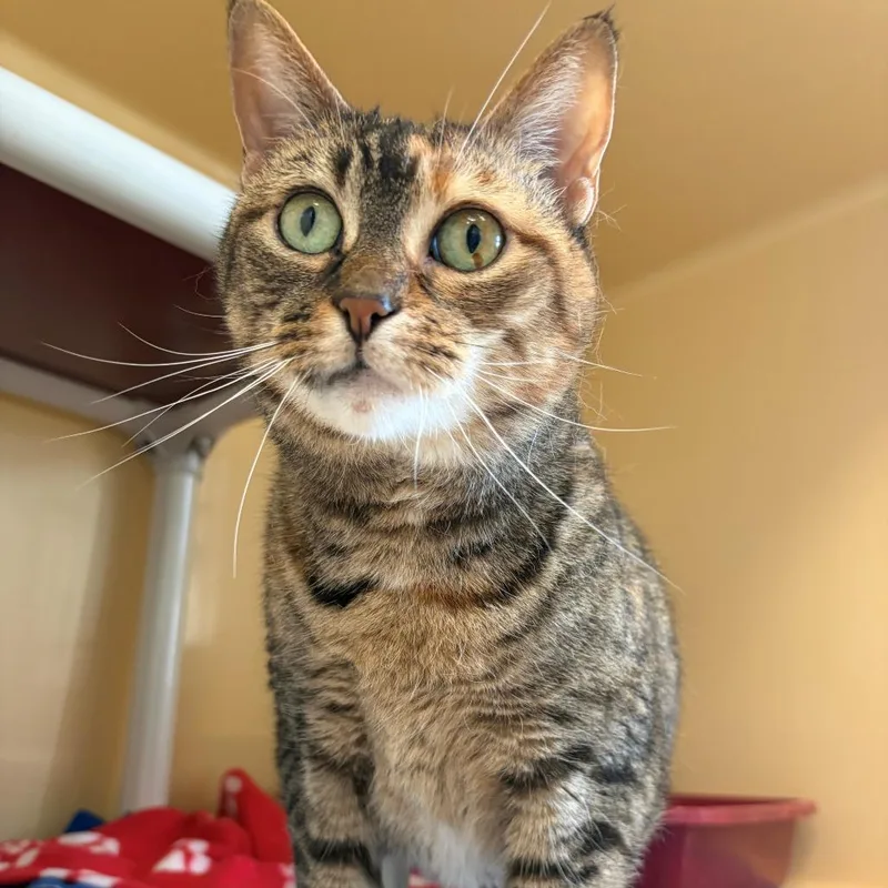 A senior small-sized female Torbie Domestic Short Hair cat named Chungus for adoption in East Hanover, NJ