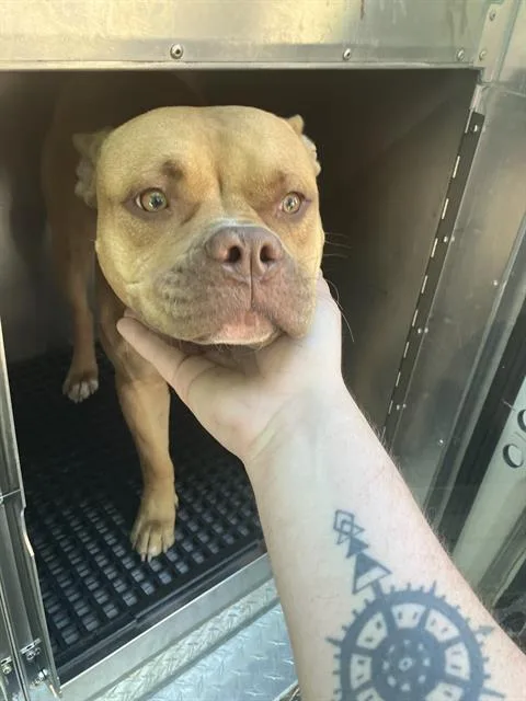 A young large-sized female Mixed Breed dog named Brooklyn for adoption in Dallas, TX