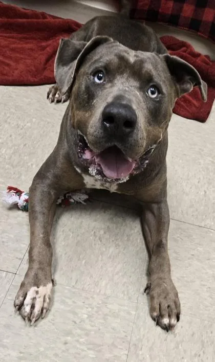 An adult extra large-sized male Brown / Chocolate Mixed Breed dog named Swoop for adoption in Hamilton, OH