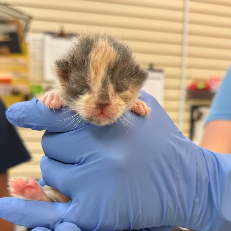 A baby small-sized female Calico Domestic Short Hair cat named Dorothy for adoption in Lynchburg, VA