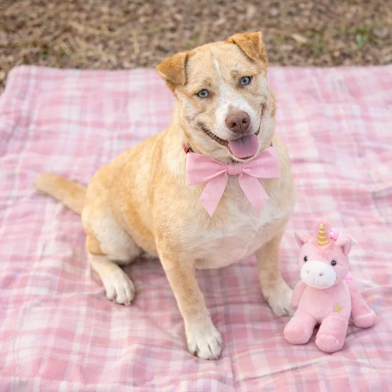 Golden Lab Mix Female