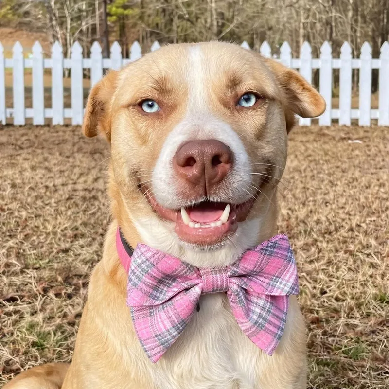 Golden Lab Mix Female thumbnail 2