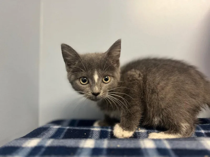 A baby small-sized female Domestic Short Hair cat named Ramona for adoption in Lovingston, VA