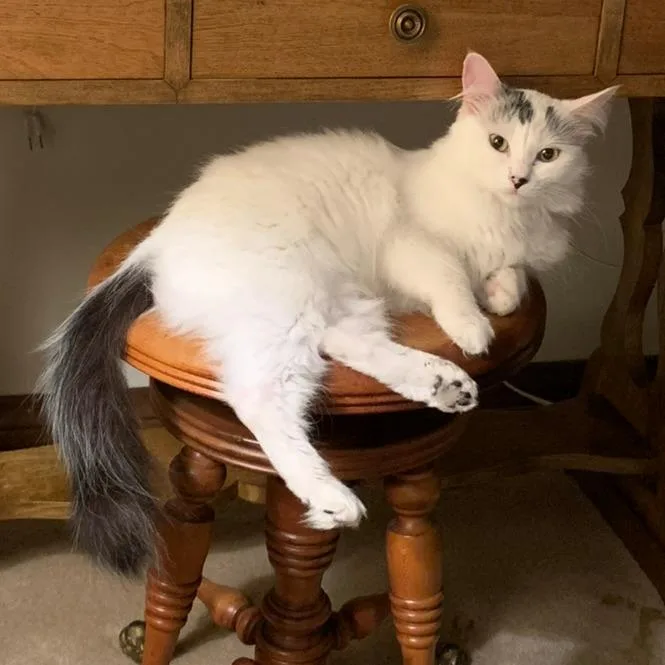 Samina De Vil thumbnail 2