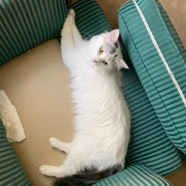 Samina De Vil thumbnail 3