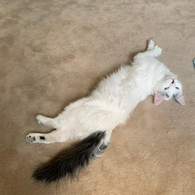 Samina De Vil thumbnail 4