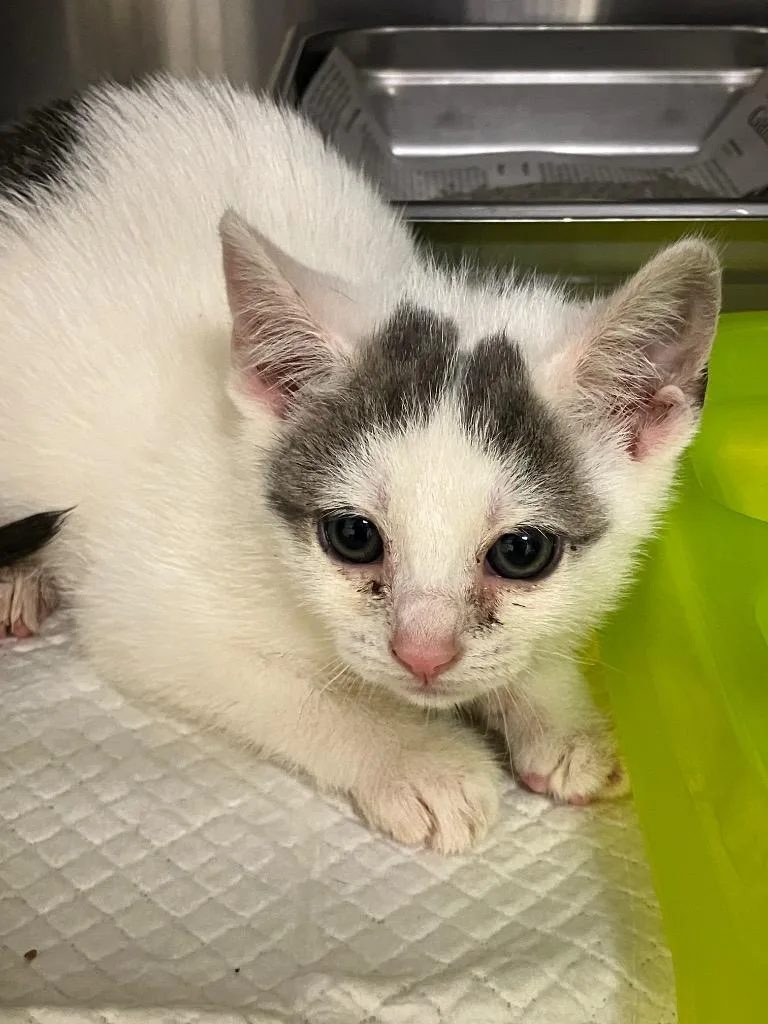 A baby medium-sized female Domestic Short Hair cat named Chalant for adoption in Christiansburg, VA