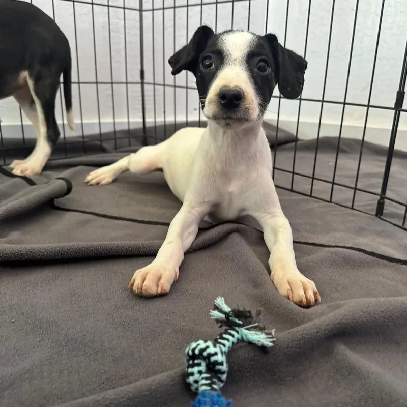 A baby small-sized male White / Cream Chihuahua dog named Hickory for adoption in Ione, CA