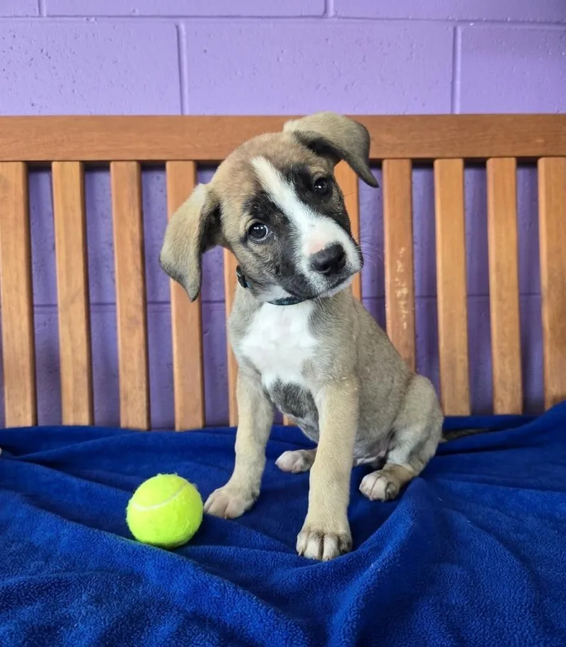 A baby medium-sized male Labrador Retriever dog named Murphy for adoption in North Prairie, WI
