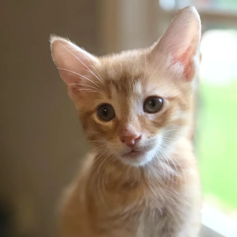 A baby small-sized male Domestic Short Hair cat named Bergil for adoption in Cumming, GA