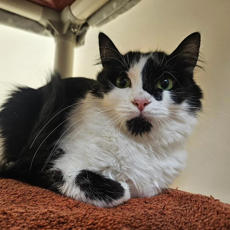 An adult medium-sized female Black Domestic Long Hair cat named Eva for adoption in Harrisonburg, VA