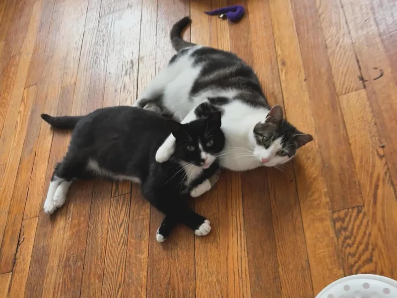 A young medium-sized male Black Domestic Short Hair cat named Cakester for adoption in Long Island City, NY