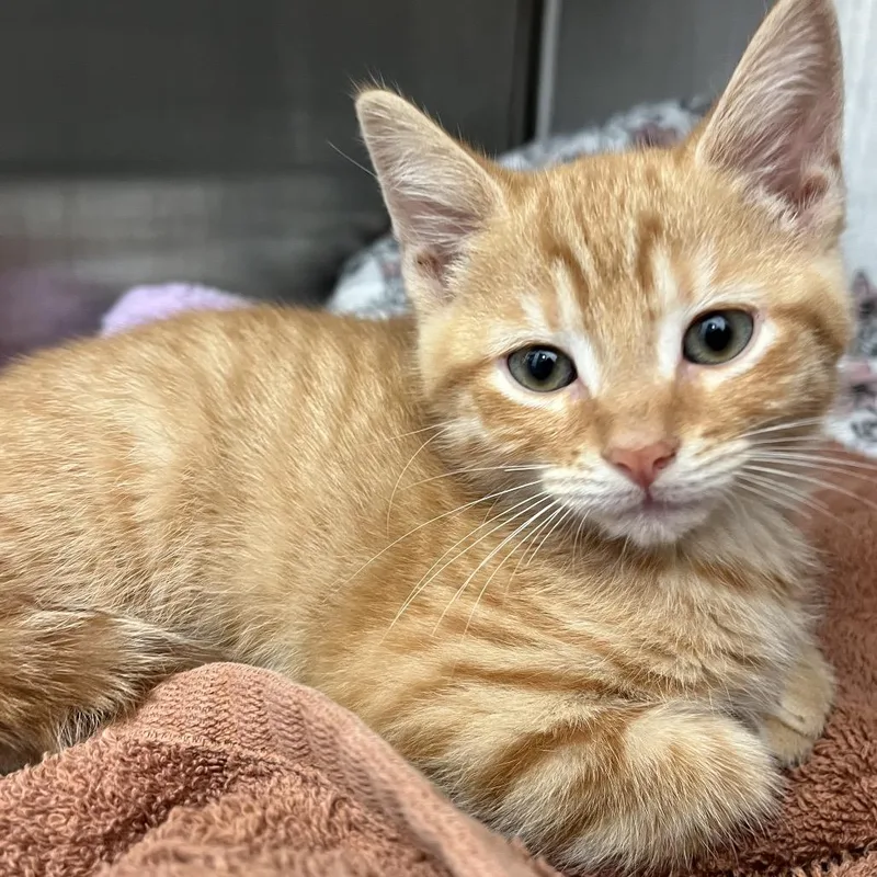 A baby small-sized male Orange / Red Domestic Short Hair cat named Cheeto for adoption in Pittsburgh, PA