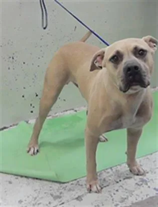 An adult large-sized male Staffordshire Bull Terrier dog named Bruno for adoption in Houston, TX