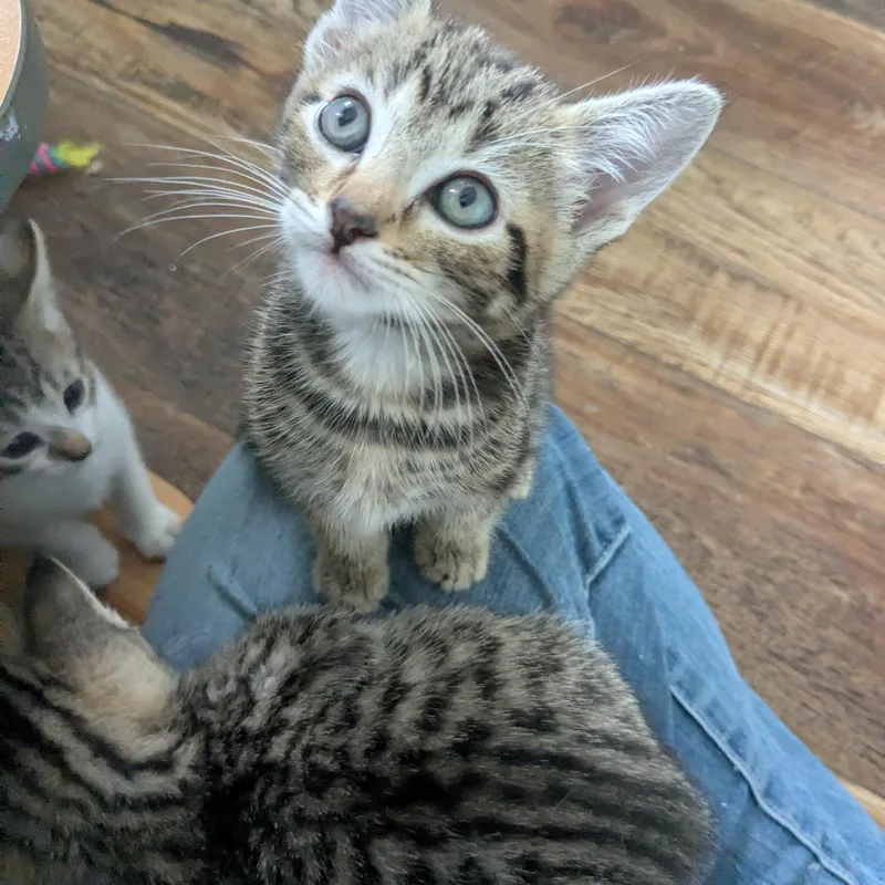 A baby medium-sized male Tabby (Brown / Chocolate) Tabby cat named Colin for adoption in San Juan Capistrano, CA