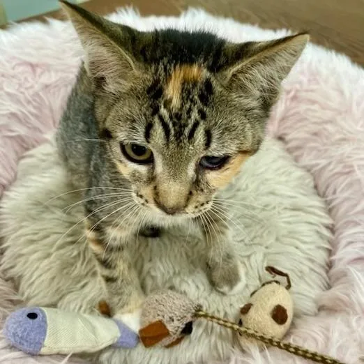 A baby small-sized female Brown / Chocolate Domestic Short Hair cat named Martha for adoption in Jupiter, FL