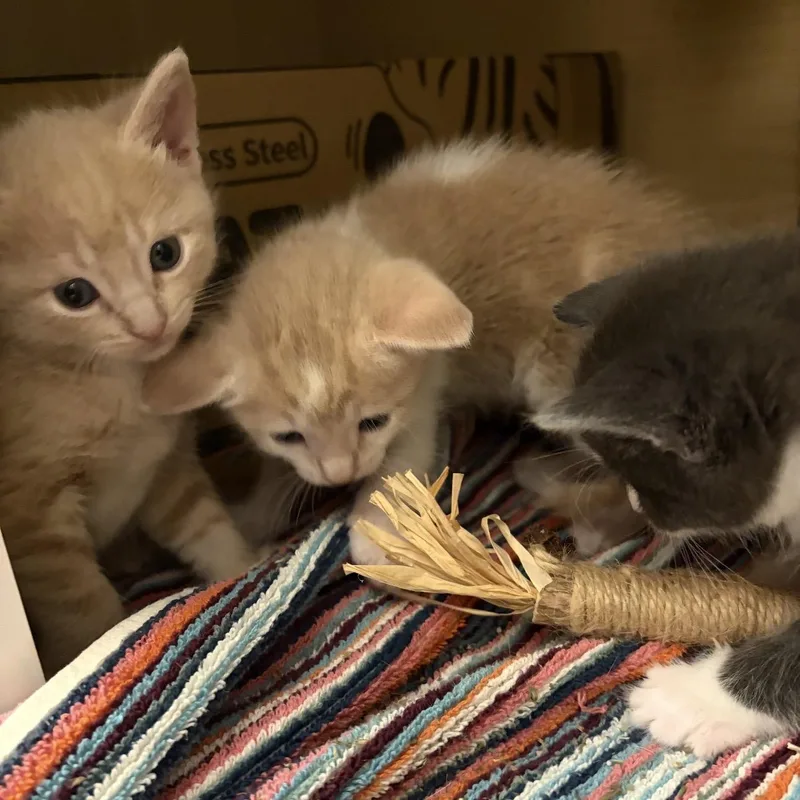 A baby large-sized female Orange & White Domestic Short Hair cat named Jill for adoption in Rochester Hills, MI